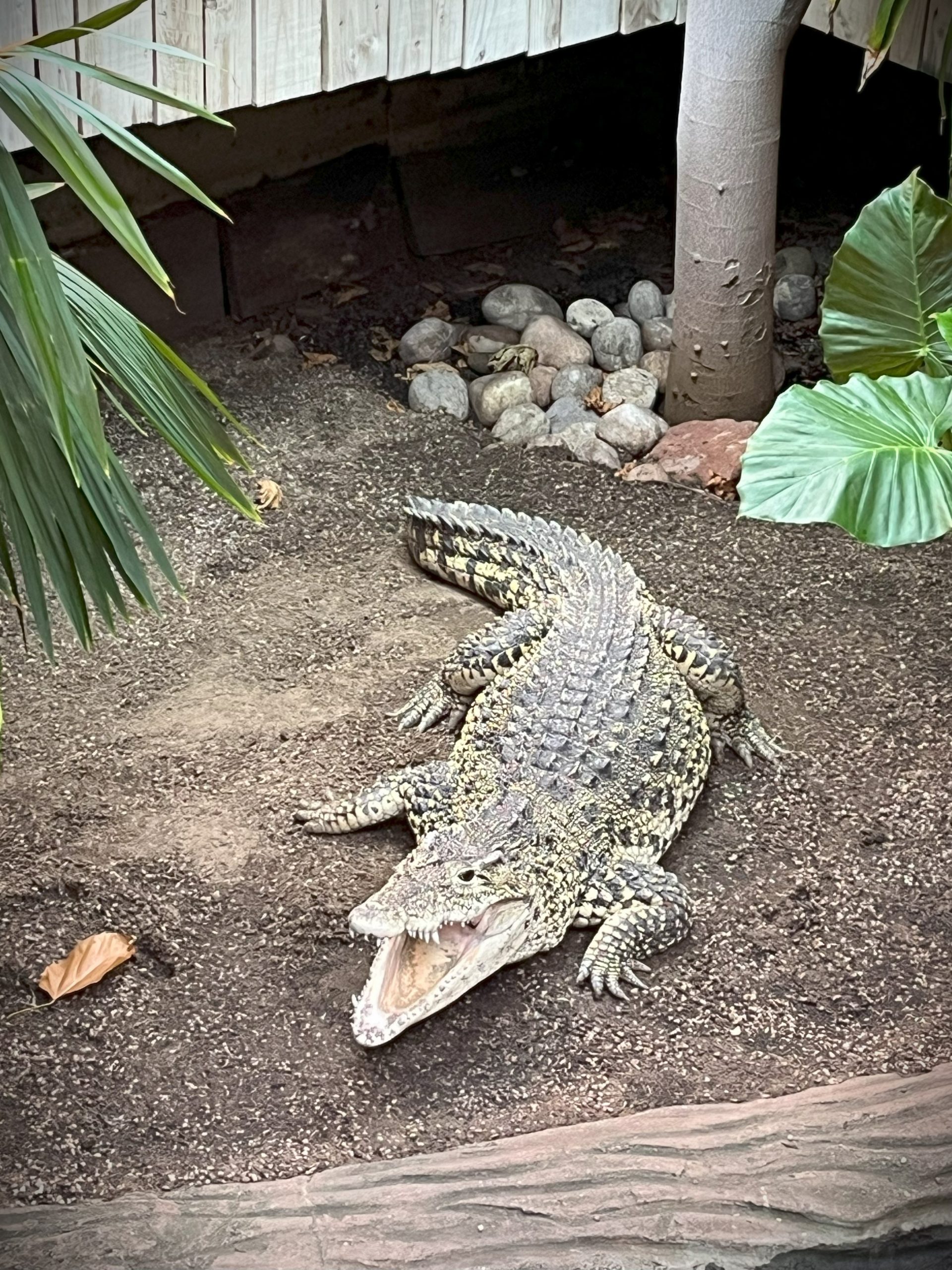 Cuban Crocodile with mouth open