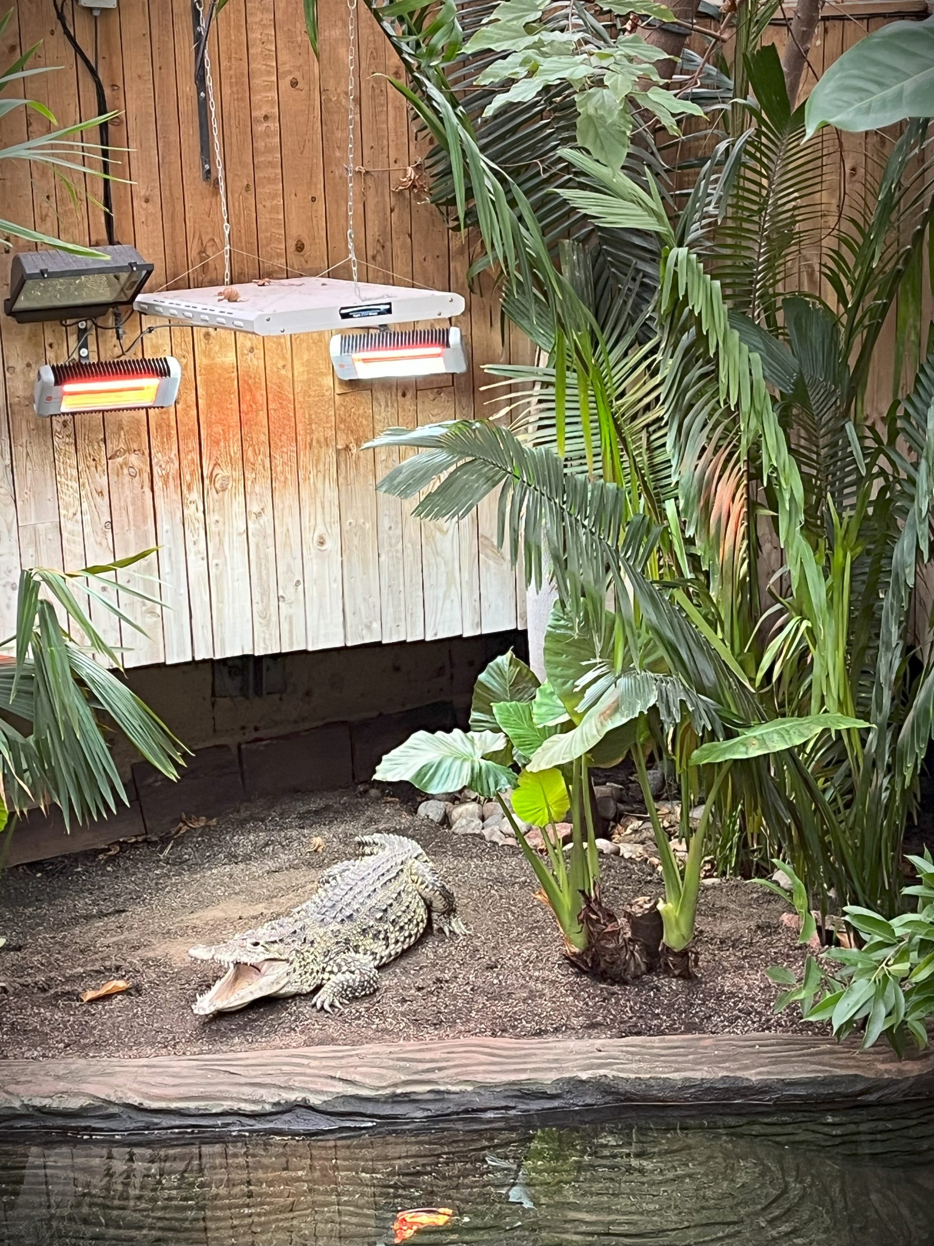 Crocodile in Paignton Zoo Enclosure