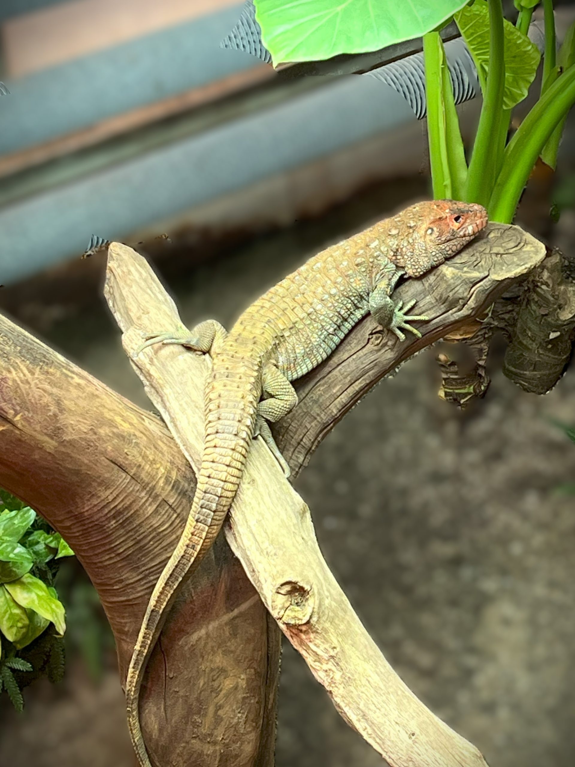 Reptile basking on wooden log